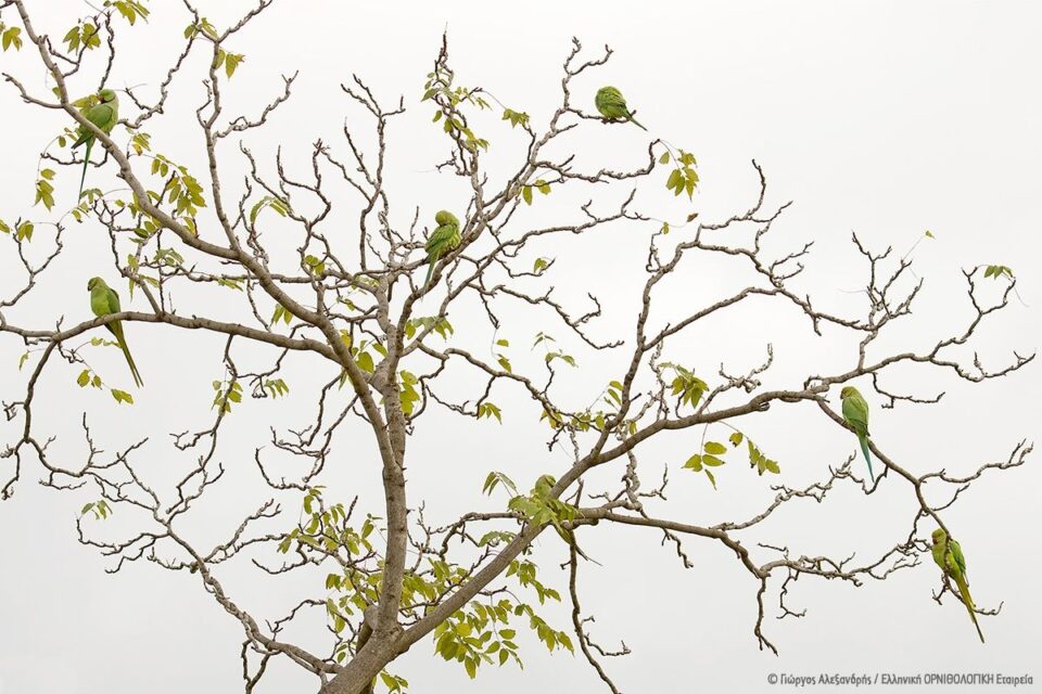 Τι ψάχνει ένας ευπατρίδης στα Μελίσσια;-1
