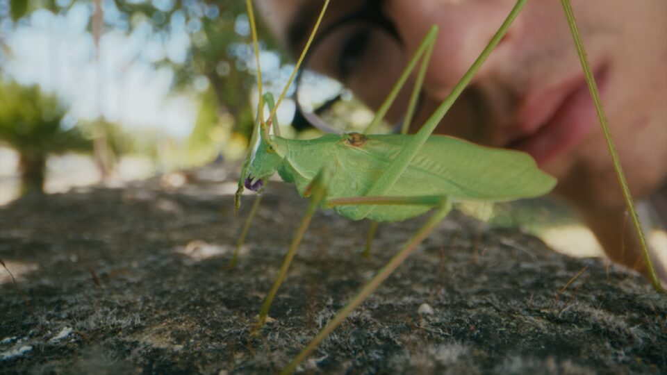 Γιατί τα παιδιά αγαπούν τα έντομα-1