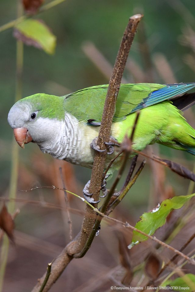 Τι ψάχνει ένας ευπατρίδης στα Μελίσσια;-4