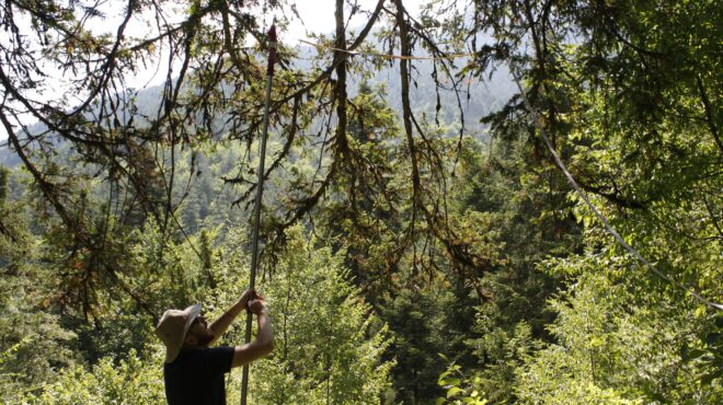 το-δέντρο-του-θανάτου-στον-ολυμπο-πο-564156700