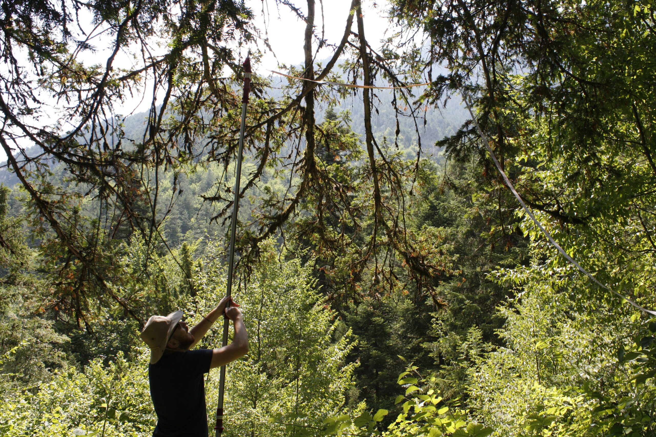 το-δέντρο-του-θανάτου-στον-ολυμπο-πο-564156700