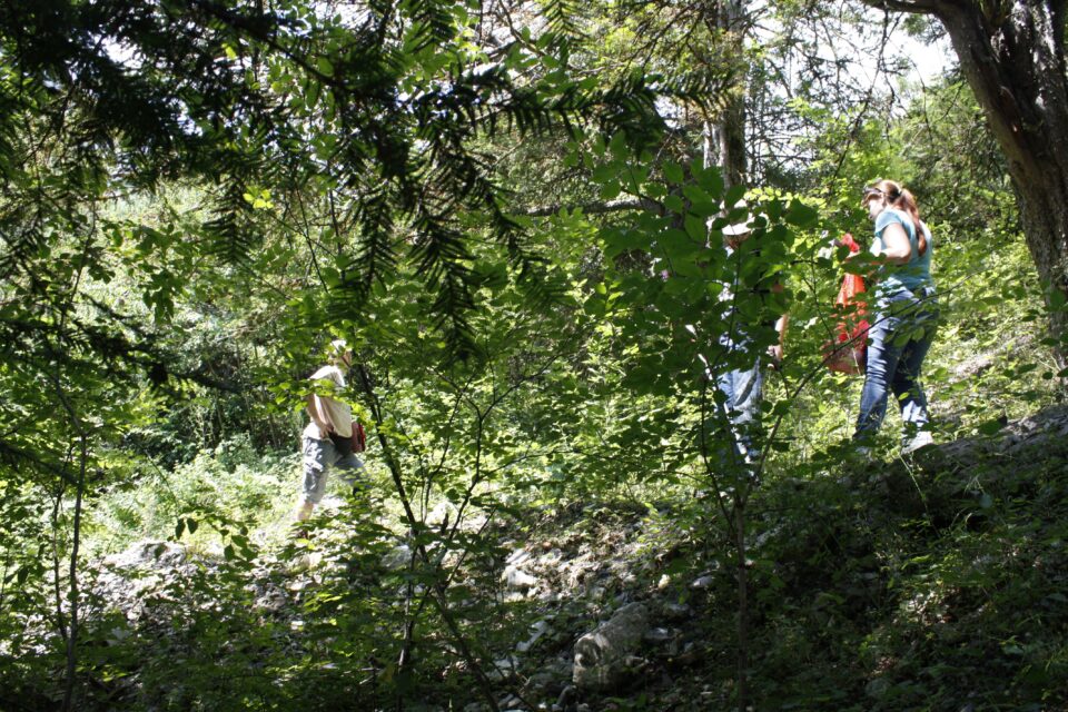 Το «δέντρο του θανάτου» στον Ολυμπο που πολεμά τον καρκίνο-3