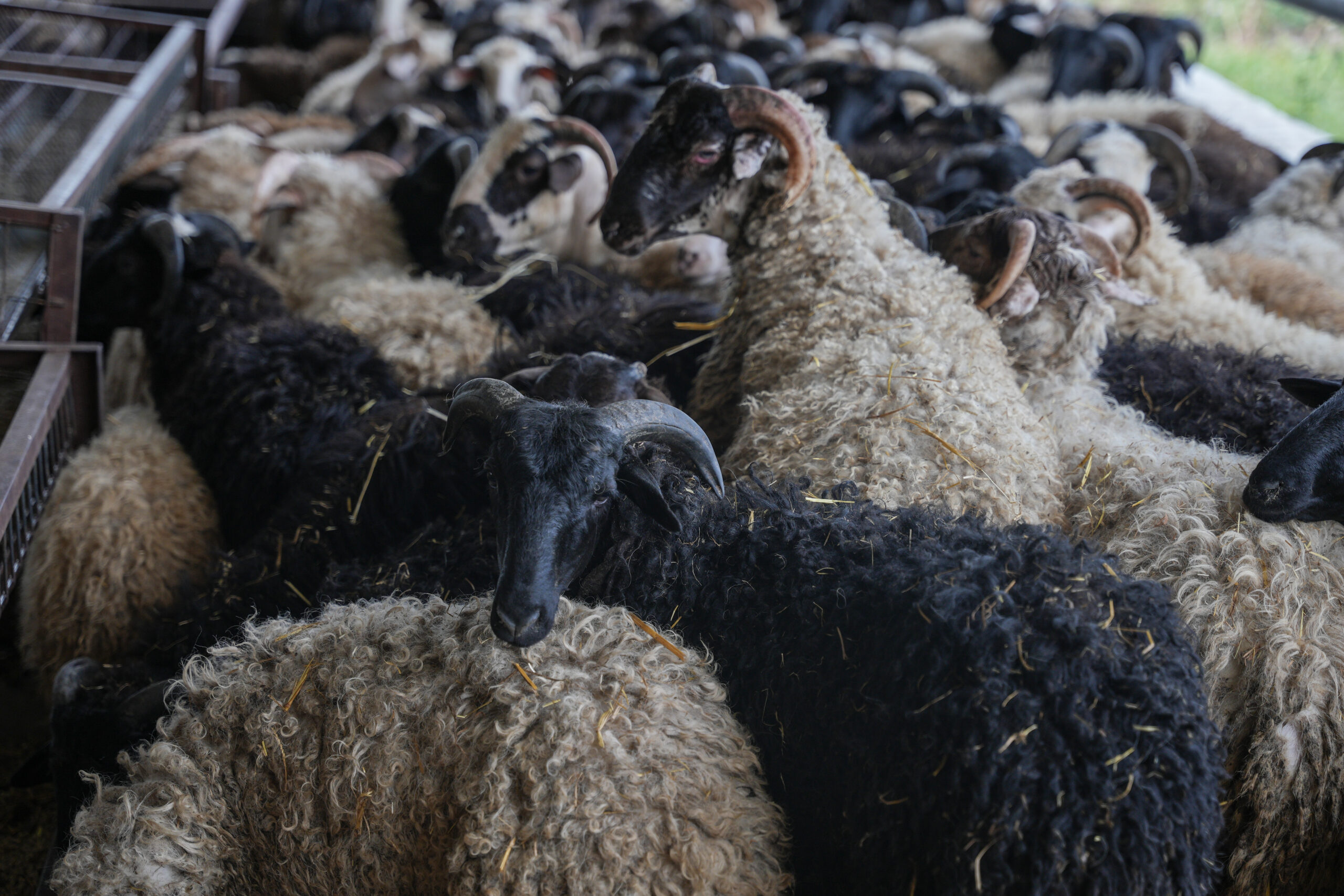 Αποφασισμένοι να σώσουν ό,τι σώζεται-2