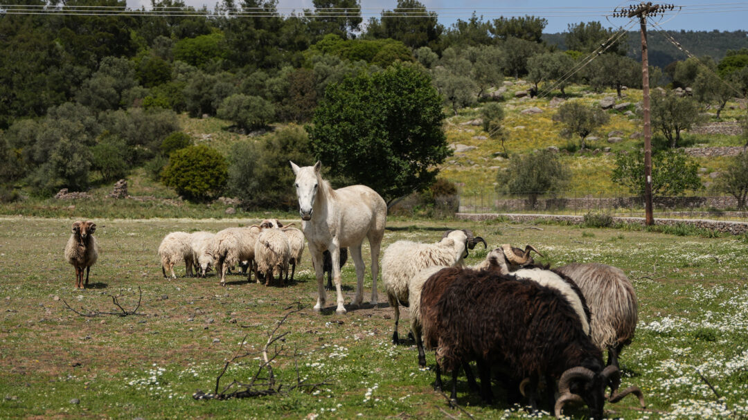 αποφασισμένοι-να-σώσουν-ότι-σώζεται-564190315
