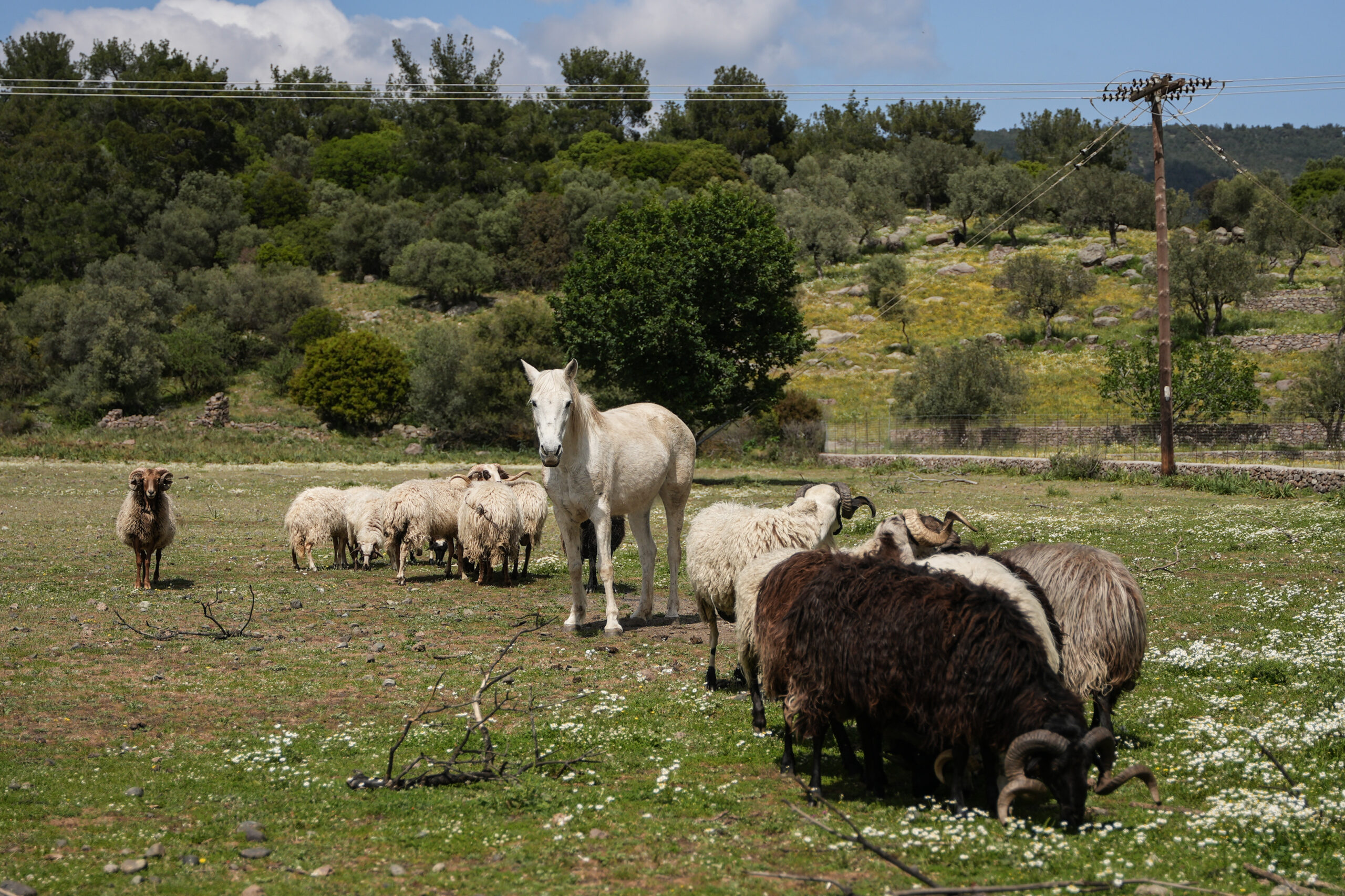 Αποφασισμένοι να σώσουν ό,τι σώζεται-1
