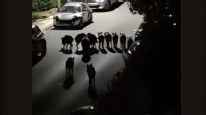 θεσσαλονίκη-αγριογούρουνα-εμφανίστ-564164281