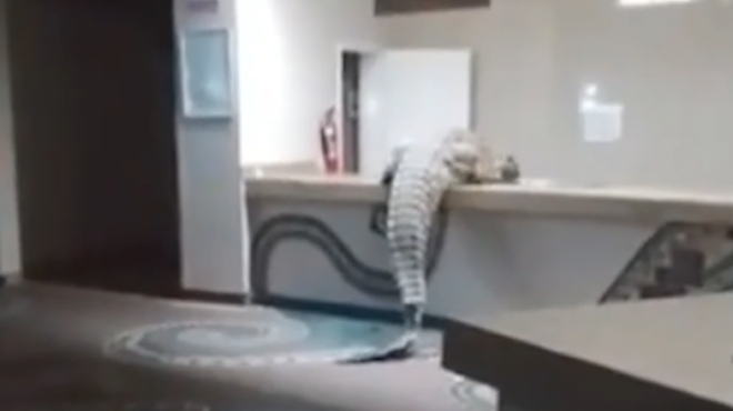 κροκόδειλος-γάτος-σκαρφάλωσε-σε-π-564196153