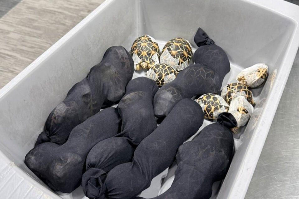 Ταϊλάνδη: 19χρονη συνελήφθη στο αεροδρόμιο με 30 χελώνες κάτω από τα ρούχα της-1