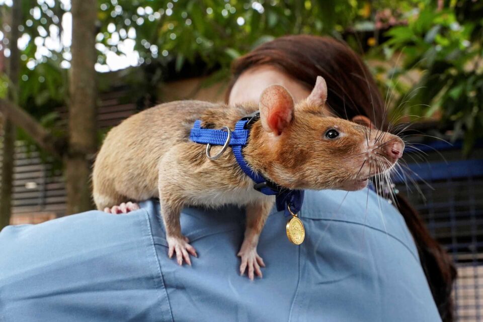 Μαγκάγουα: ο Ηρωραίος-1