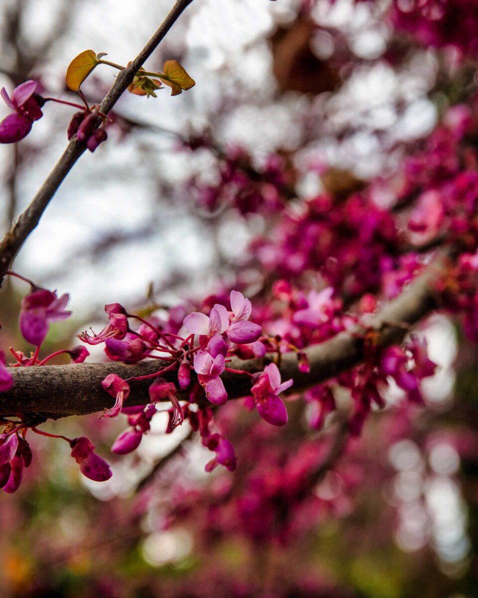 Περπατώντας στο μικρό «Άγιον Ορος» της Αττικής-1