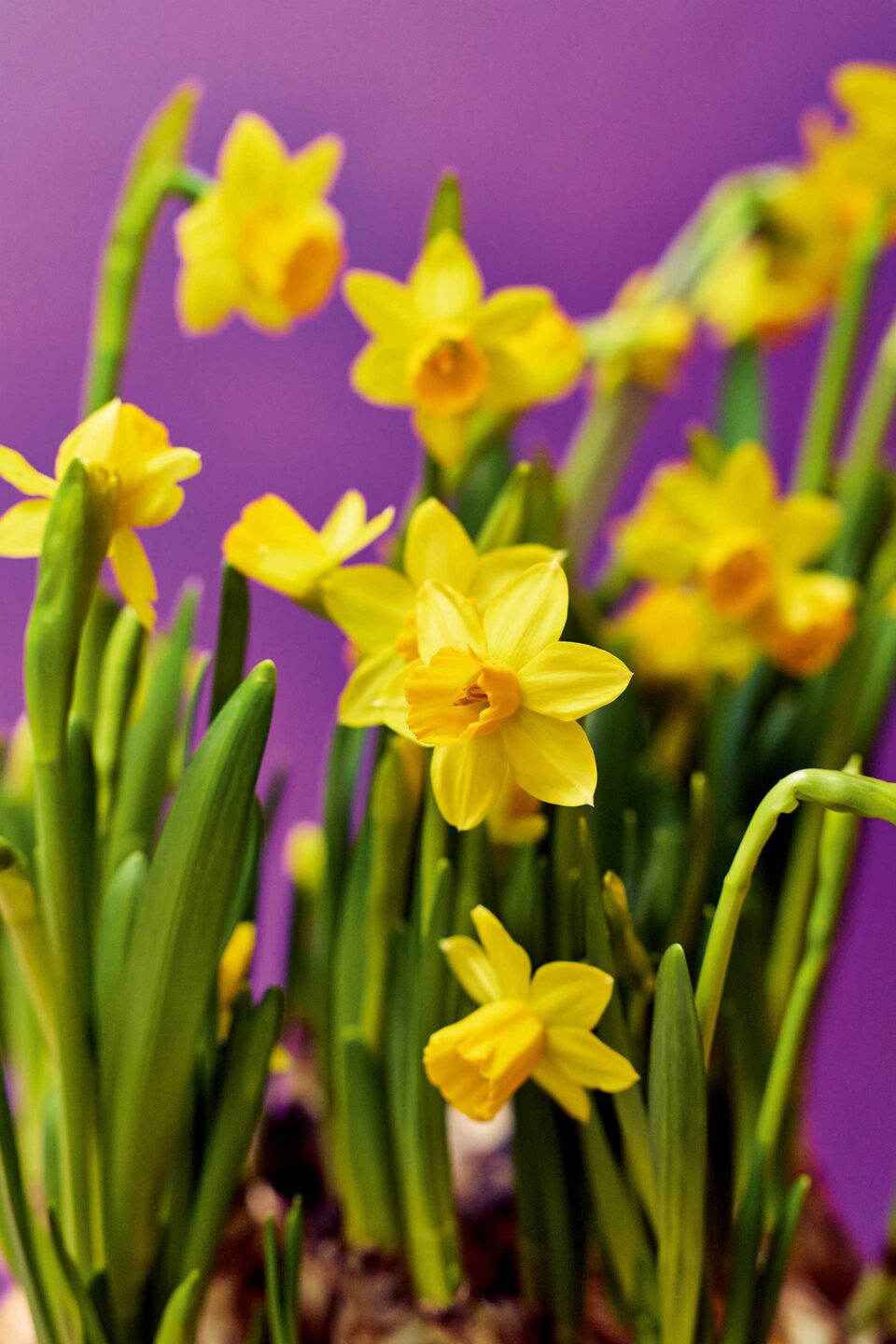 Τι λουλούδια αγοράζουν οι Αθηναίοι;-2