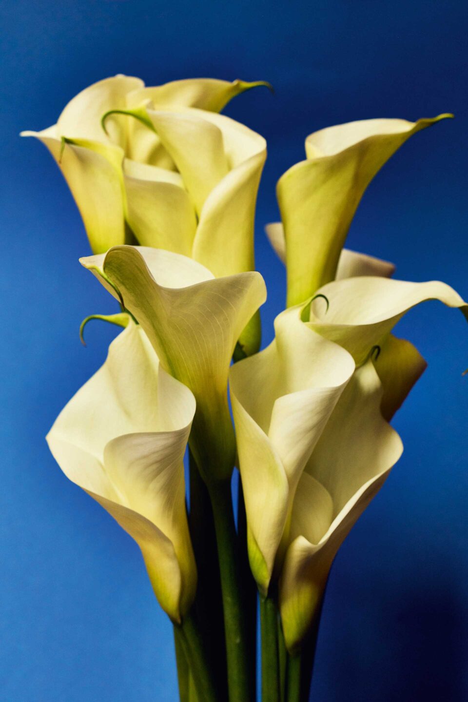 Τι λουλούδια αγοράζουν οι Αθηναίοι;-13