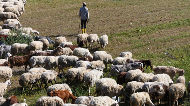 οπεκεπε-δύο-ανώνυμες-καταγγελίες-και-564166150