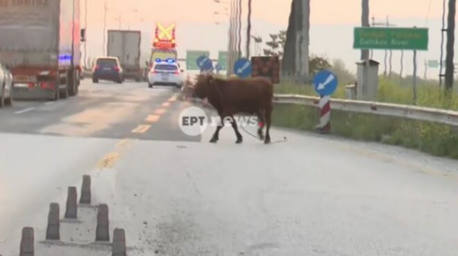 θεσσαλονίκη-αγελάδα-έτρεχε-ανεξέλεγ-564183184