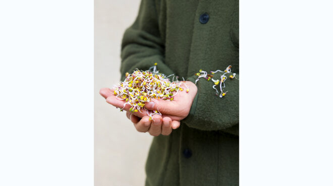 οι-βλαστοί-των-φυτών-με-τις-σπάνιες-θερ-564156937