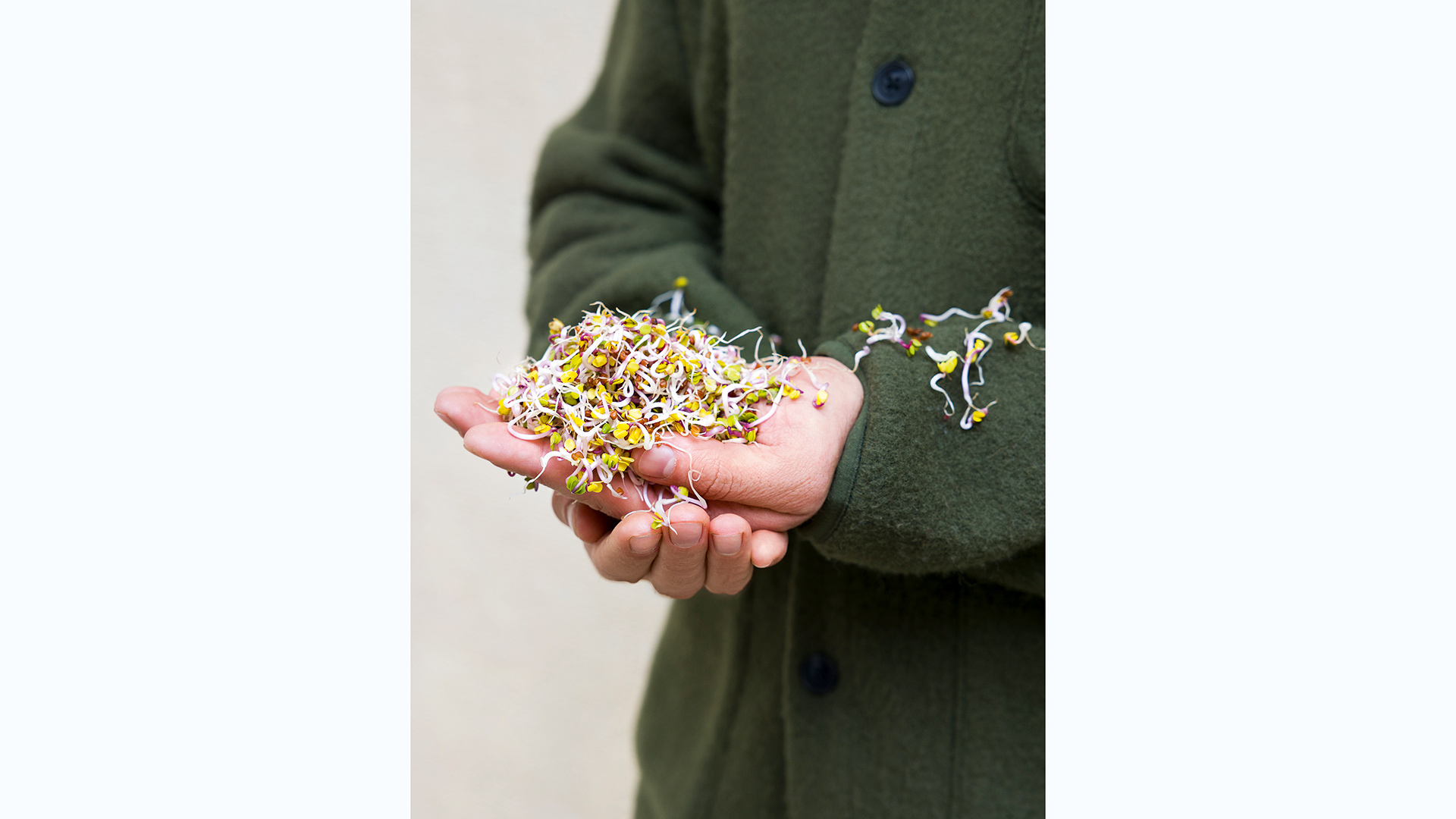 οι-βλαστοί-των-φυτών-με-τις-σπάνιες-θερ-564156937