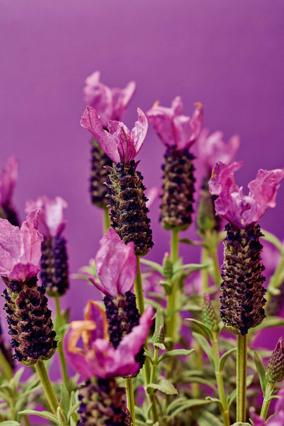 Τι λουλούδια αγοράζουν οι Αθηναίοι;-4