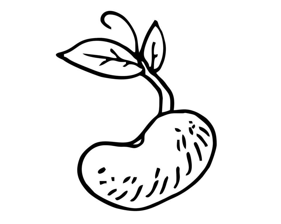 Οι βλαστοί των φυτών με τις σπάνιες θεραπευτικές ιδιότητες-1