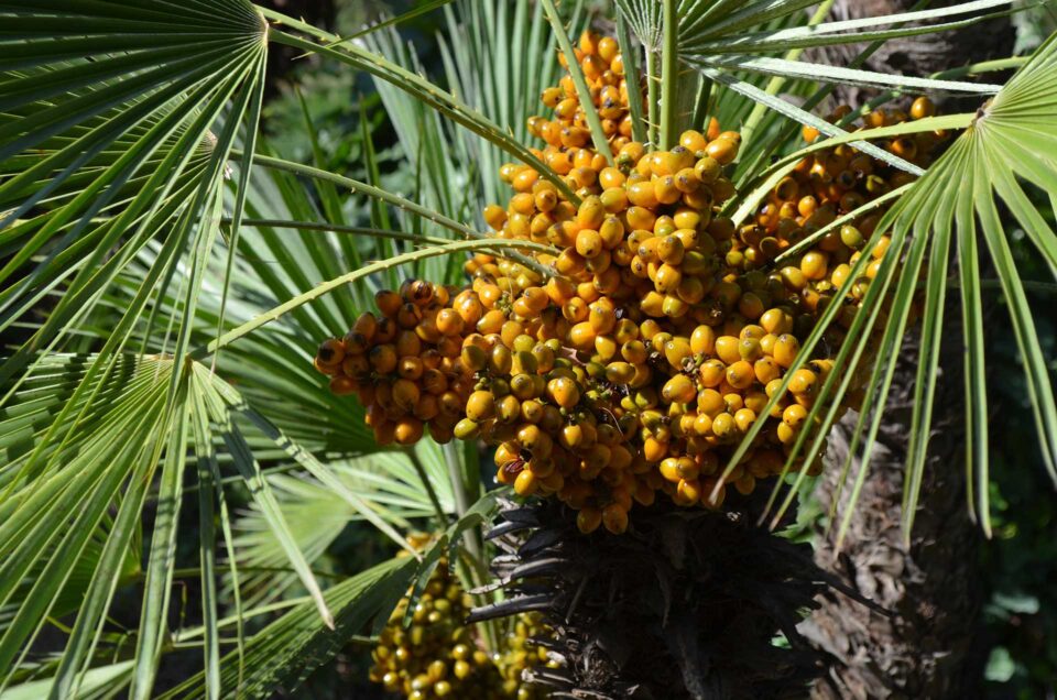 Eχει το saw palmetto αποτέλεσμα ως θεραπεία της υπερπλασίας του προστάτη;-1