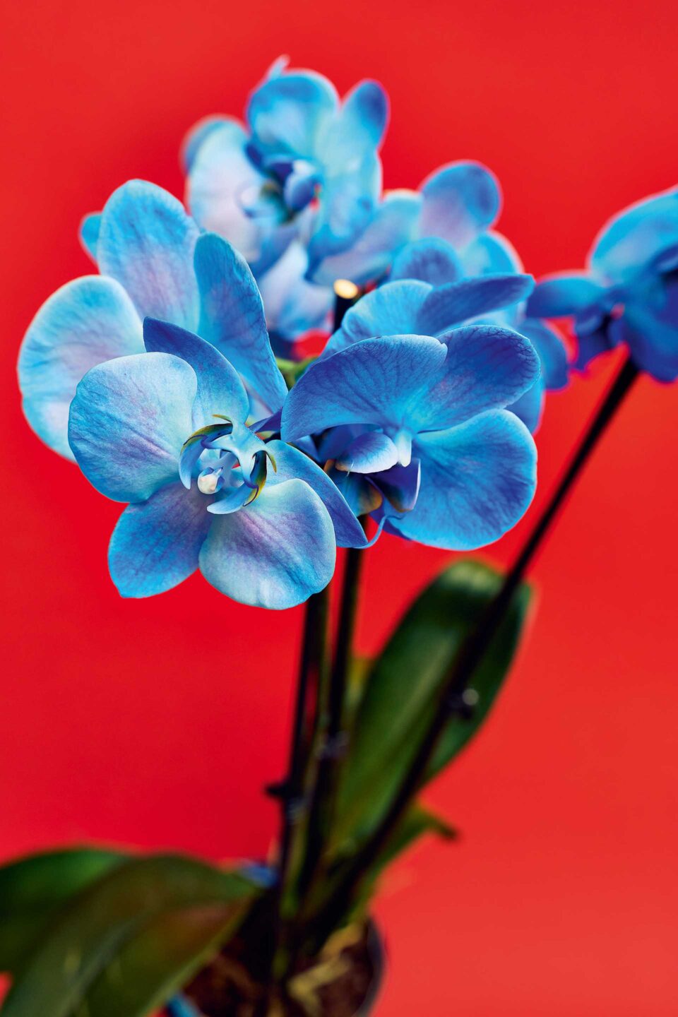 Τι λουλούδια αγοράζουν οι Αθηναίοι;-9