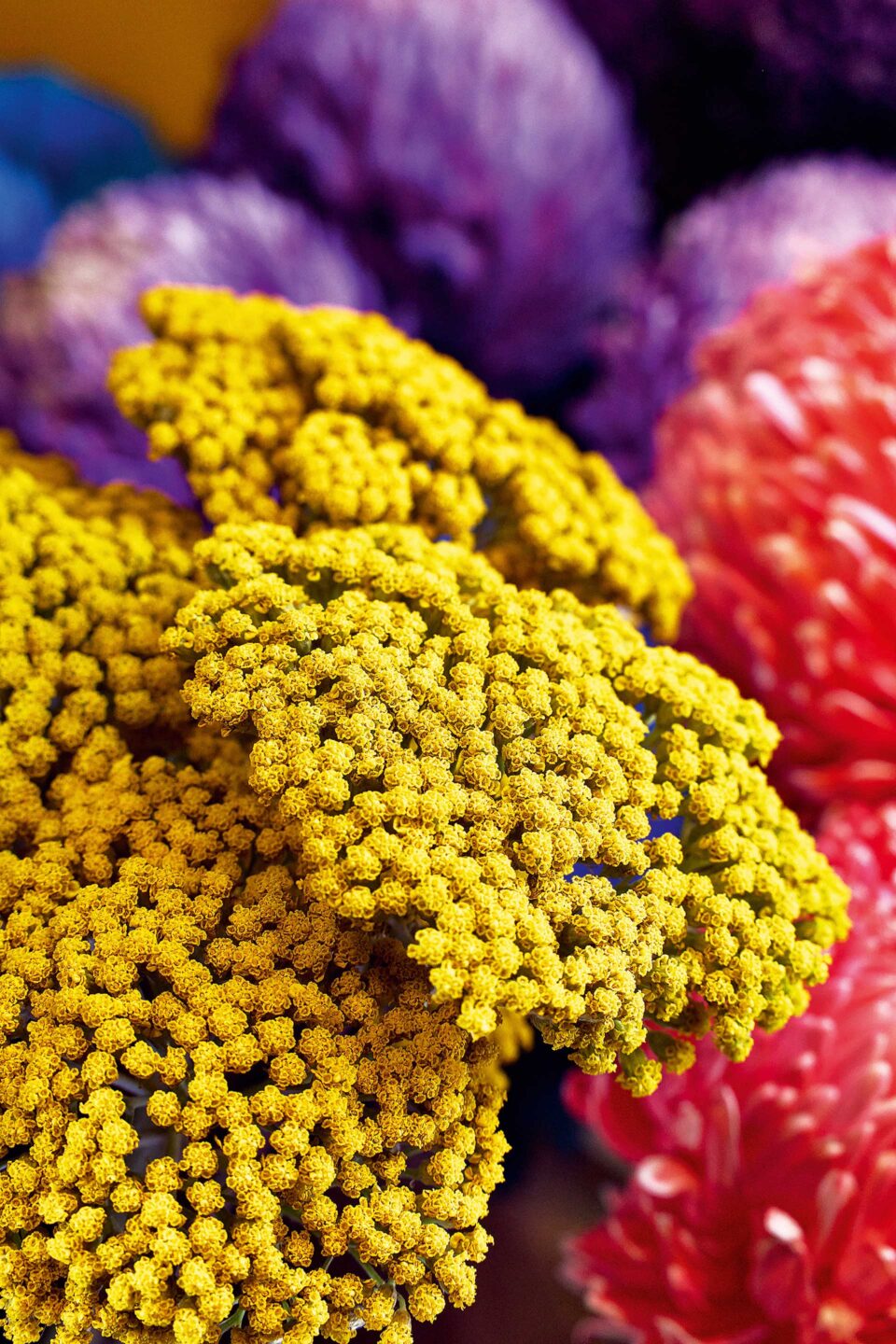 Τι λουλούδια αγοράζουν οι Αθηναίοι;-7