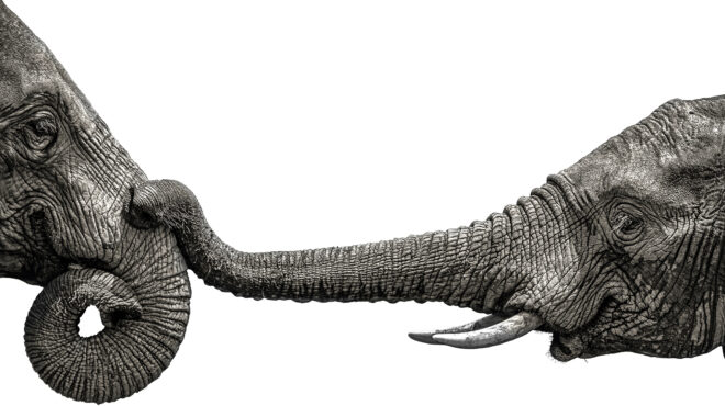 το-φάντασμα-ενός-ελέφαντα-μια-συνταρα-564157015