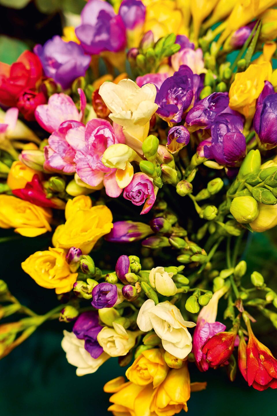 Τι λουλούδια αγοράζουν οι Αθηναίοι;-11