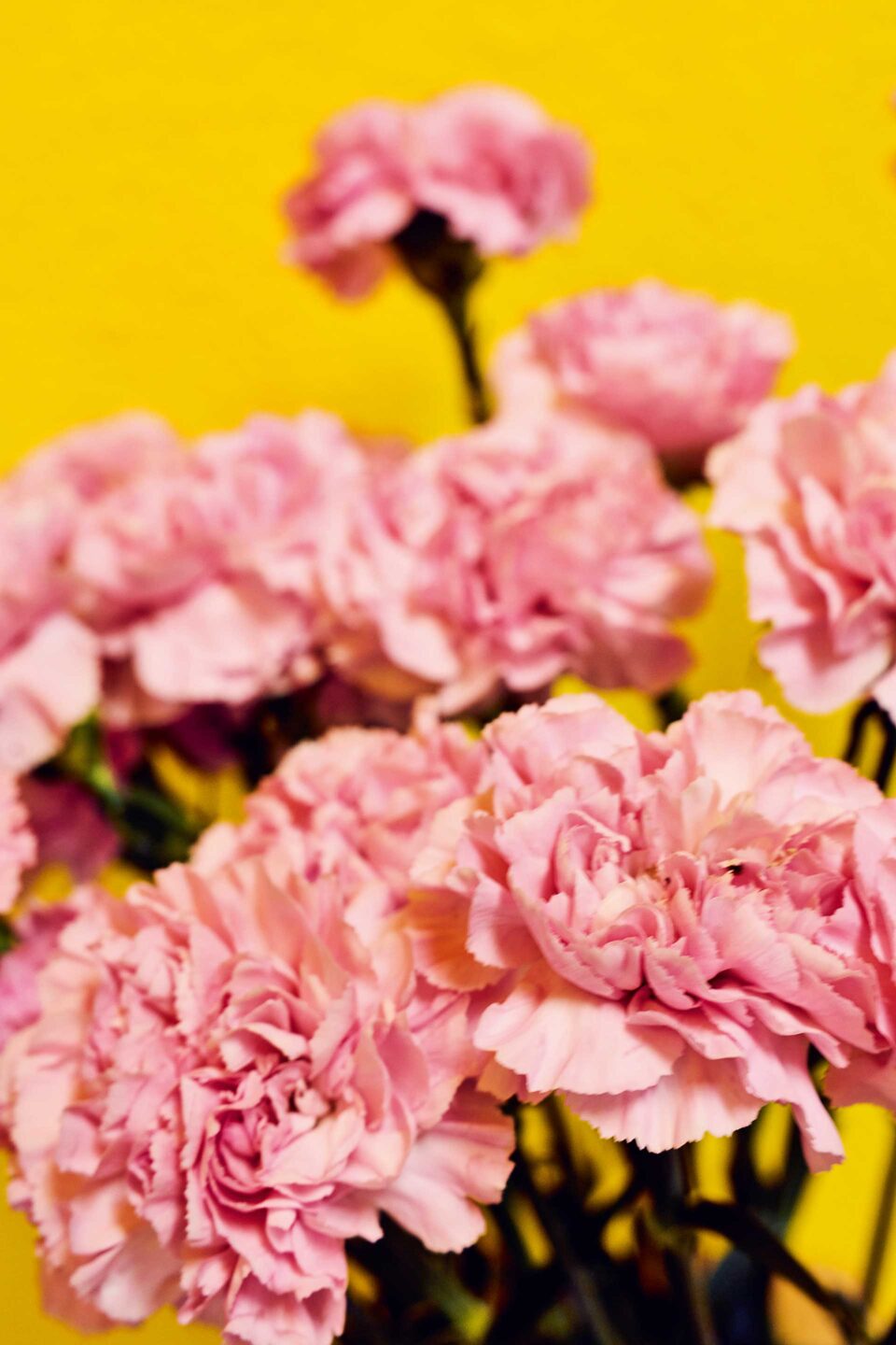 Τι λουλούδια αγοράζουν οι Αθηναίοι;-5