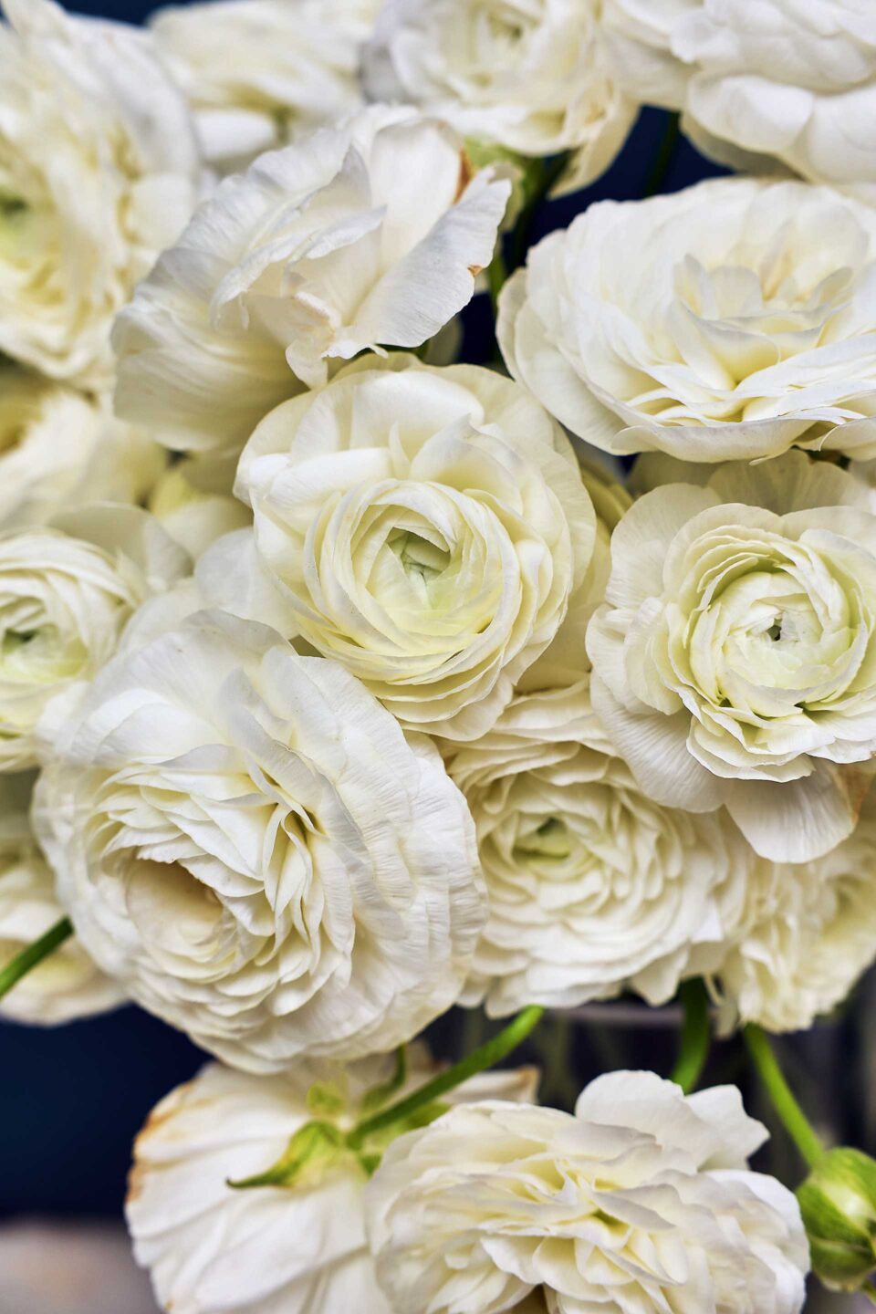 Τι λουλούδια αγοράζουν οι Αθηναίοι;-3