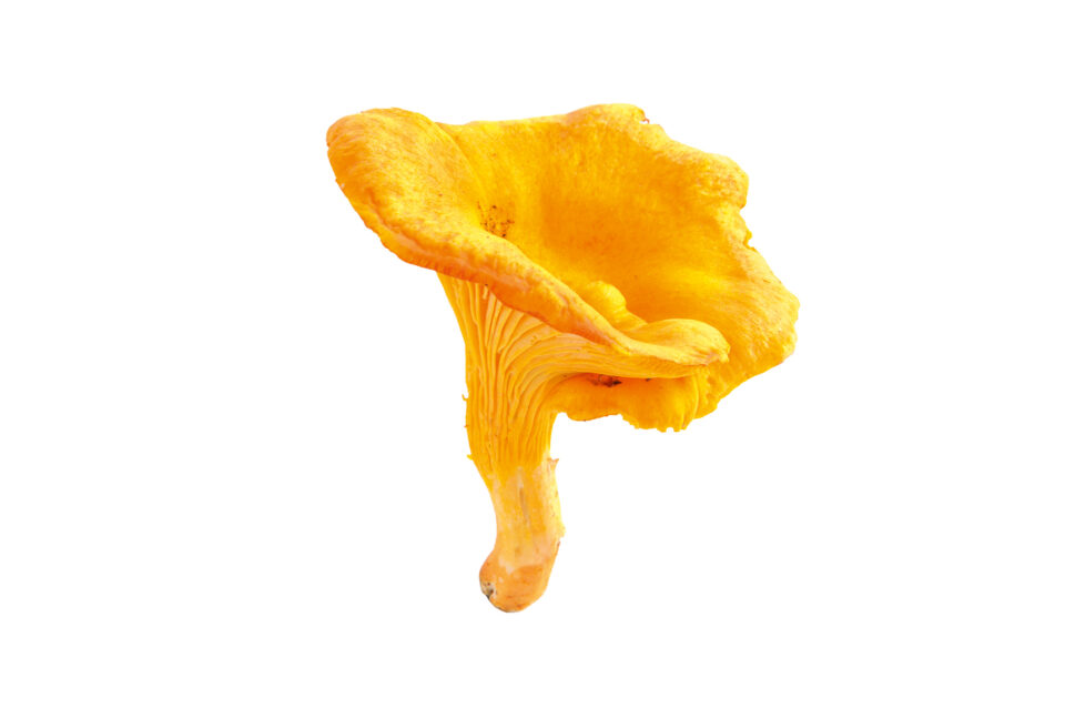 Πίσω από τις κλειστές πόρτες της ελληνικής γαστρονομίας-5