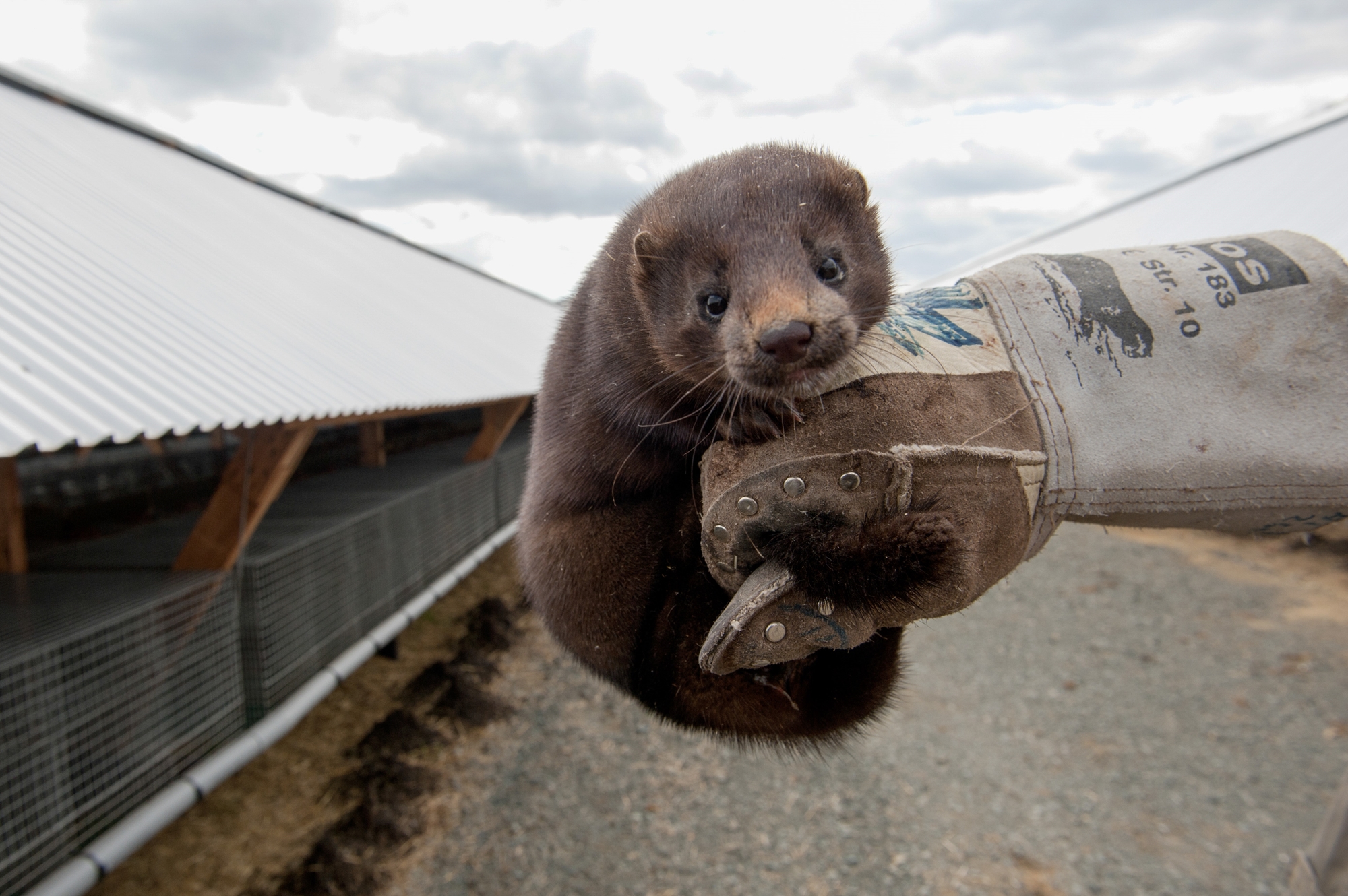 Πόλεμος ξανά για τη γούνα-1