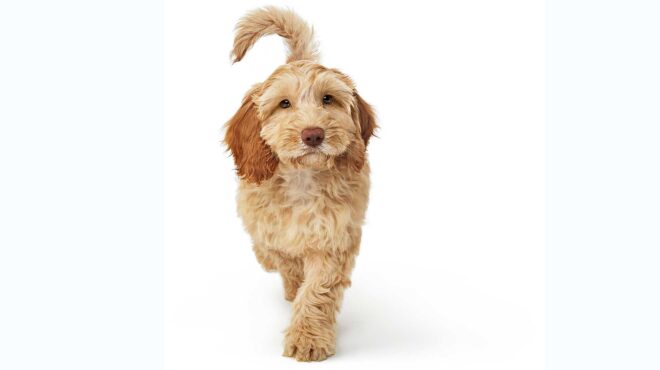 μια-ηλεκτρονική-πλατφόρμα-για-να-υιοθ-564190351