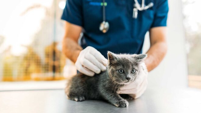 γιατί-η-δουλειά-του-κτηνίατρου-είναι-τ-564167281