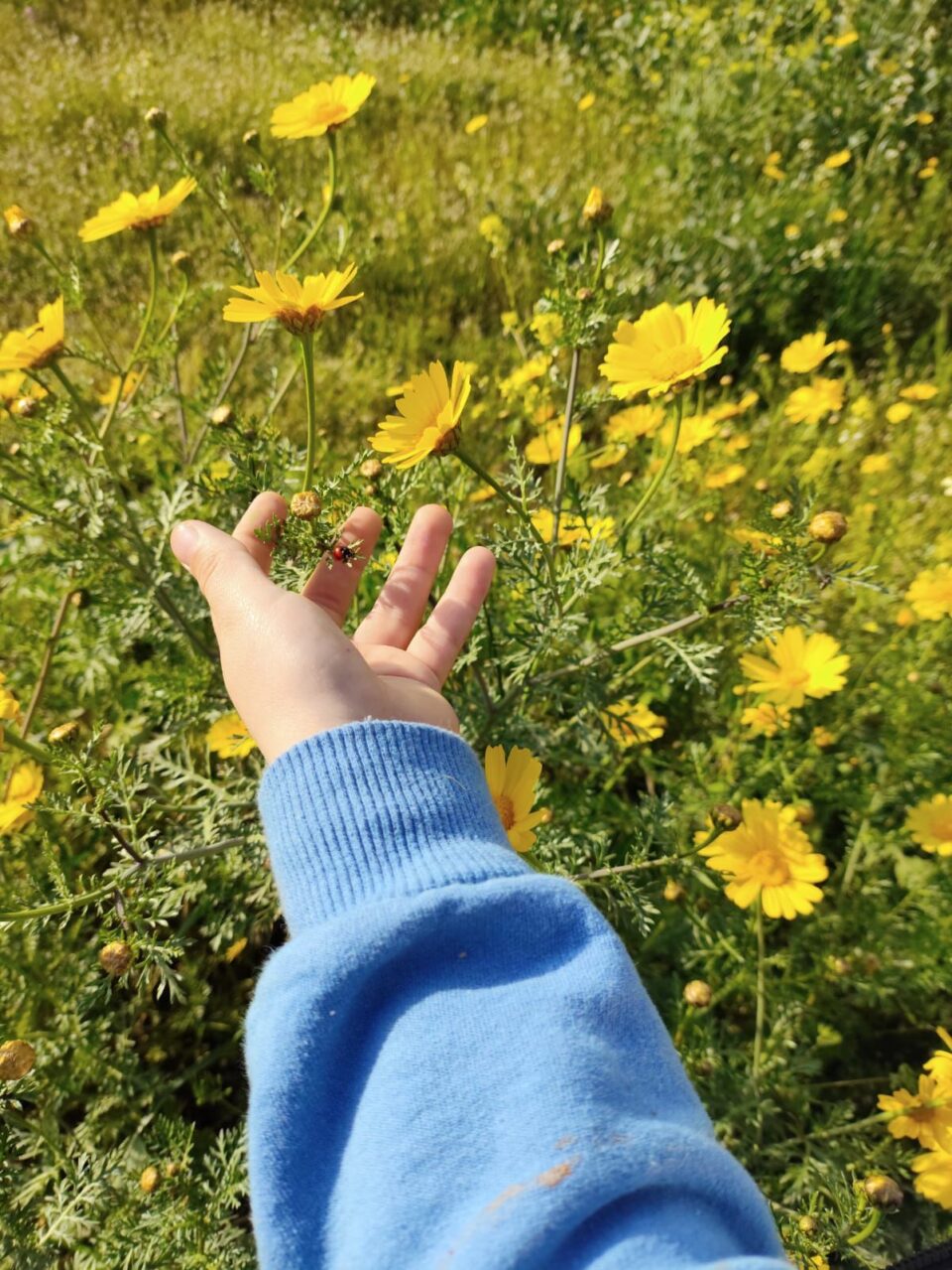 Γιατί τα παιδιά αγαπούν τα έντομα-5