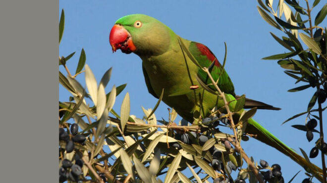 τι-ψάχνει-ένας-ευπατρίδης-στα-μελίσσι-564197074