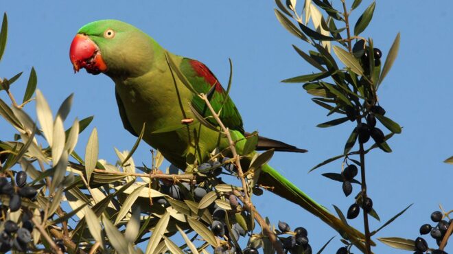 τι-ψάχνει-ένας-ευπατρίδης-στα-μελίσσι-564183757