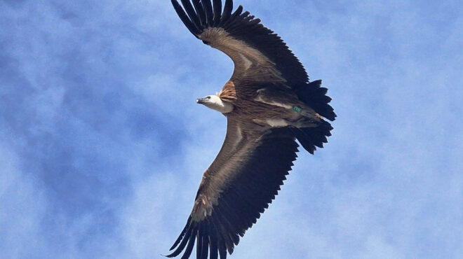 το-νέο-πέταγμα-προς-την-ελευθερία-564161374