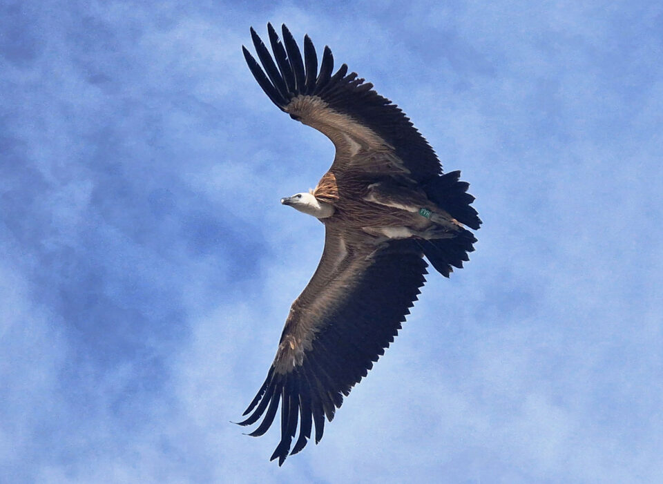 Το νέο πέταγμα προς την ελευθερία-3