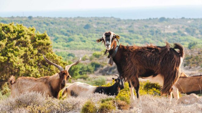 αρθρο-του-σπύρου-πρωτοψάλτη-στην-κ-ο-564195070