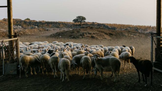 λέσβος-ο-αφθώδης-πυρετός-και-οι-θανατώ-564189382