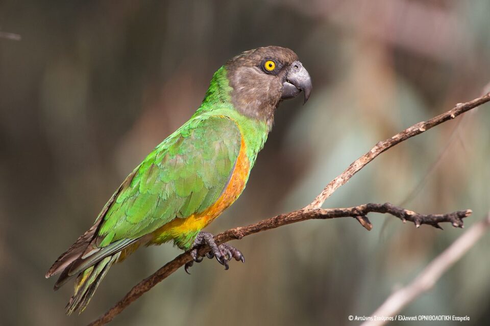 Τι ψάχνει ένας ευπατρίδης στα Μελίσσια;-6
