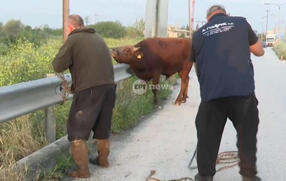 Θεσσαλονίκη: Αγελάδα έτρεχε ανεξέλεγκτη στην Εθνική Οδό-1