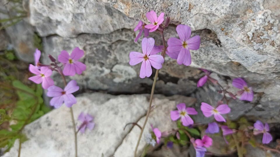 Ανοιξιάτικες εξορμήσεις από τον Υμηττό μέχρι την Ολλανδία-1