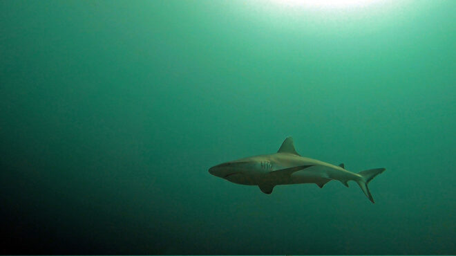 προς-εξαφάνιση-οι-καρχαρίες-της-μεσογ-564167065