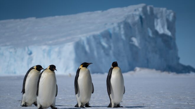 κλιματική-αλλαγή-στα-απειλούμενα-είδ-564168676