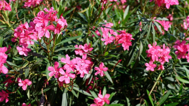 η-δίωξη-της-πικροδάφνης-από-τον-εοδυ-564176146