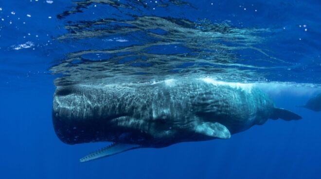 οι-φυσητήρες-επικοινωνούν-με-τρόπο-πο-564175774