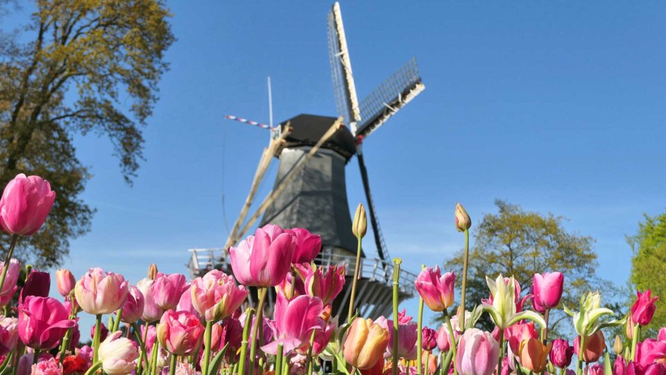 Ανοιξιάτικες εξορμήσεις από τον Υμηττό μέχρι την Ολλανδία-3