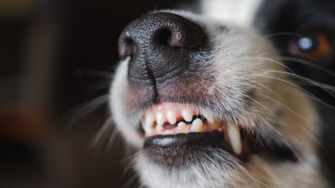 πειραιάς-σκυλί-δάγκωσε-στο-κεφάλι-2χρο-564164368