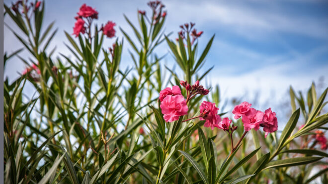 οι-κίνδυνοι-από-την-τοξικότητα-της-πικ-564176077